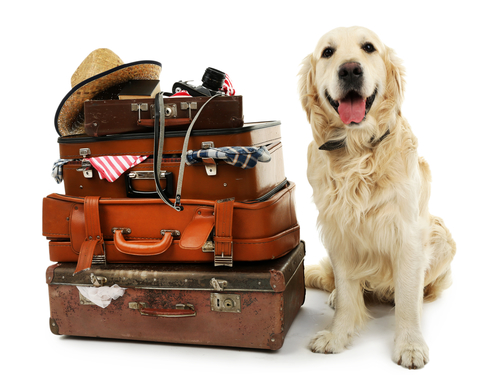 How to Make Arrangements for Your Dog When You Need to Travel